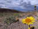 Death Valley (22. Mai)