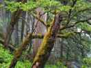 neben dem Burney Falls Loop Trail (25. Mai)