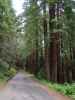 Skaggs Springs Road (26. Mai)