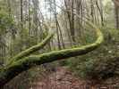 Kruse Rhododendron State Natural Reserve (26. Mai)