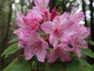 Kruse Rhododendron State Natural Reserve (26. Mai)