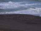 Sonoma Coast State Park (26. Mai)