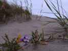 Stinson Beach (27. Mai)
