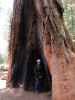 Sabine im Giant Forest im Sequoia National Park (30. Mai)