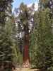 General Sherman Tree im Sequoia National Park (30. Mai)