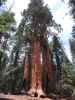 neben dem Congress Trail im Sequoia National Park (30. Mai)