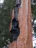 neben dem Congress Trail im Sequoia National Park (30. Mai)