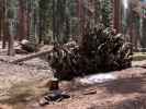 neben dem Congress Trail im Sequoia National Park (30. Mai)