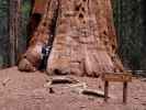 Sabine beim McKinley Tree im Sequoia National Park (30. Mai)