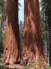 Ich neben dem Alta Trail im Sequoia National Park (30. Mai)
