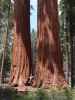 Ich neben dem Alta Trail im Sequoia National Park (30. Mai)