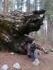 Sabine neben dem Alta Trail im Sequoia National Park (30. Mai)