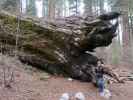 Sabine neben dem Alta Trail im Sequoia National Park (30. Mai)