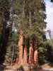 Grant Grove im Kings Canyon National Park (30. Mai)