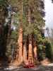 Grant Grove im Kings Canyon National Park (30. Mai)