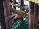 Santa Cruz Wharf (1. Juni)