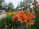 Monterey State Historic Park (2. Juni)
