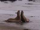 Elephant Seal Vista Point bei San Simeon (3. Juni)