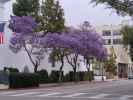 in Santa Barbara (4. Juni)