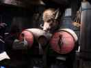 Hogsmeade in den Universal Studios Hollywood (7. Juni)