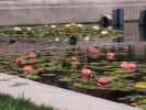Lily Pond im Balboa Park in San Diego (8. Juni)