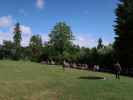 Falknerei-Flugvorführung im Schlosspark Waldreichs (14. Juli)