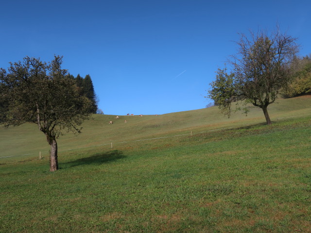 Hochhabichler