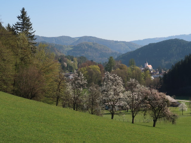 Schildböck