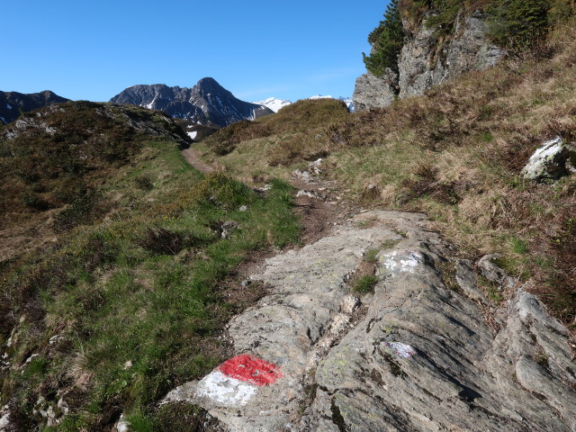 zwischen Roßfeldeck und Herrenköpfl (12. Juni)