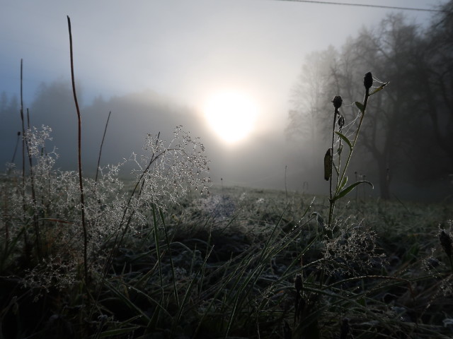 Pernkopf (7. Nov.)