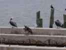 Cedar Key (24. Nov.)