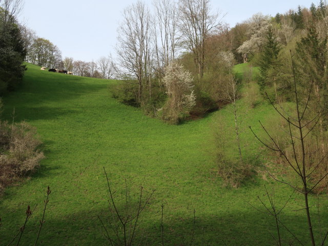 Vorderwurau