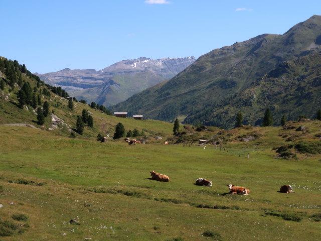 Moos (12. Aug.)