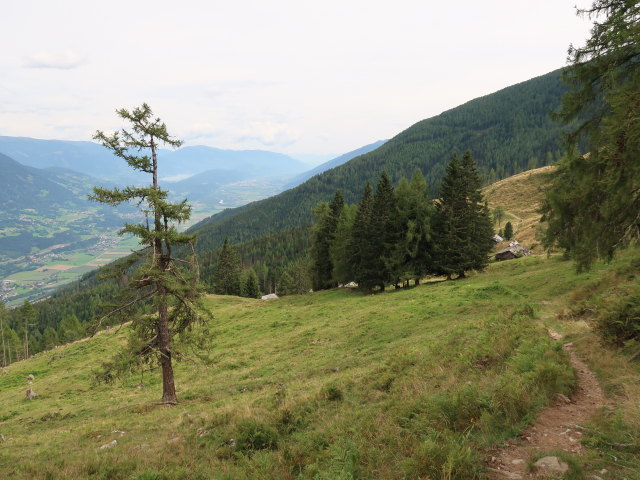 Mernikalm (3. Sep.)