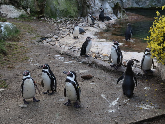 Humboldtpinguine