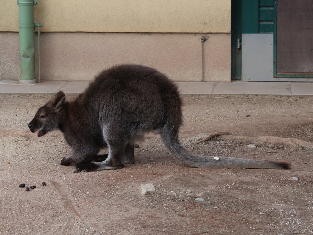 Bennettk&auml;ngurus