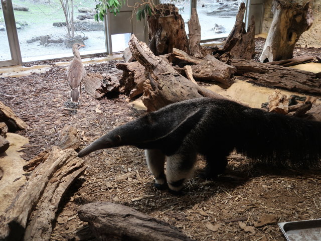 Gro&szlig;e Ameisenb&auml;ren