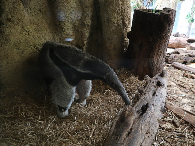 Gro&szlig;e Ameisenb&auml;ren