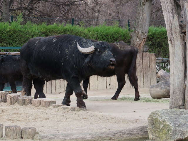 Hauswasserb&uuml;ffel