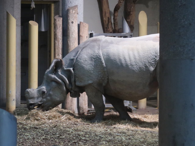 Panzernash&ouml;rner