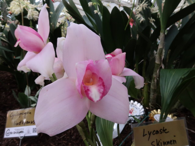 Blumeng&auml;rten Hirschstetten