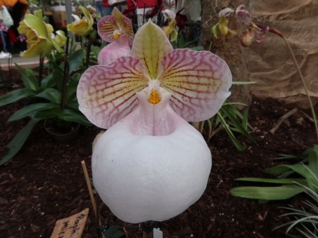 Blumeng&auml;rten Hirschstetten