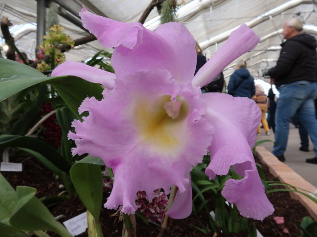 Blumeng&auml;rten Hirschstetten