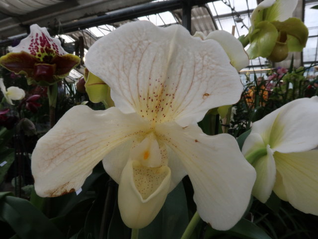 Blumeng&auml;rten Hirschstetten