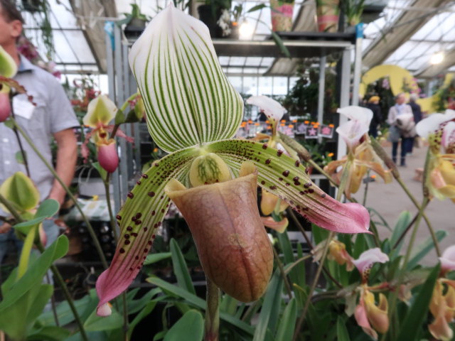 Blumeng&auml;rten Hirschstetten