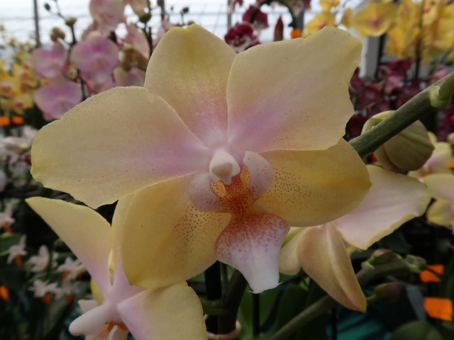 Blumeng&auml;rten Hirschstetten