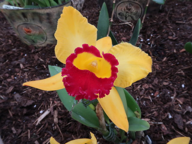 Blumeng&auml;rten Hirschstetten