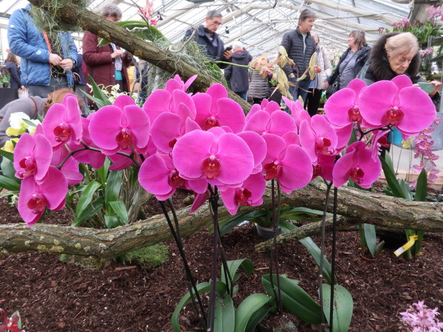 Blumeng&auml;rten Hirschstetten