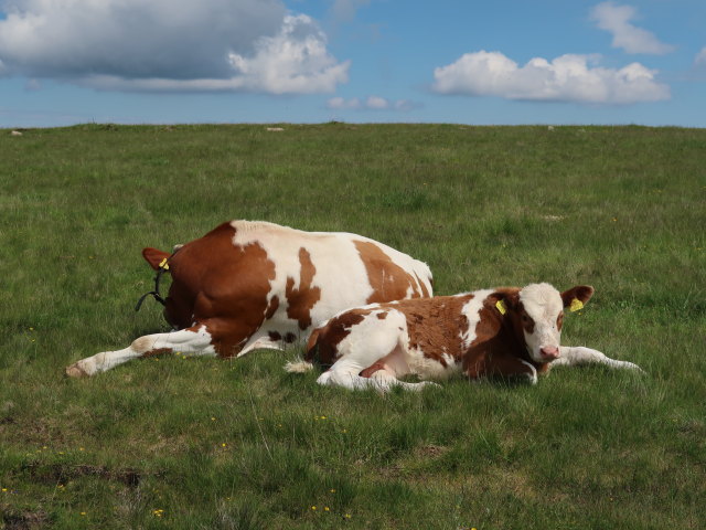 zwischen Grillitschh&uuml;tte und Weinebene (15. Juni)