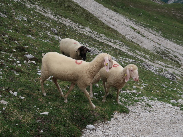 zwischen Hallebacht&ouml;rl und Kerschbaumeralm (29. Juni)